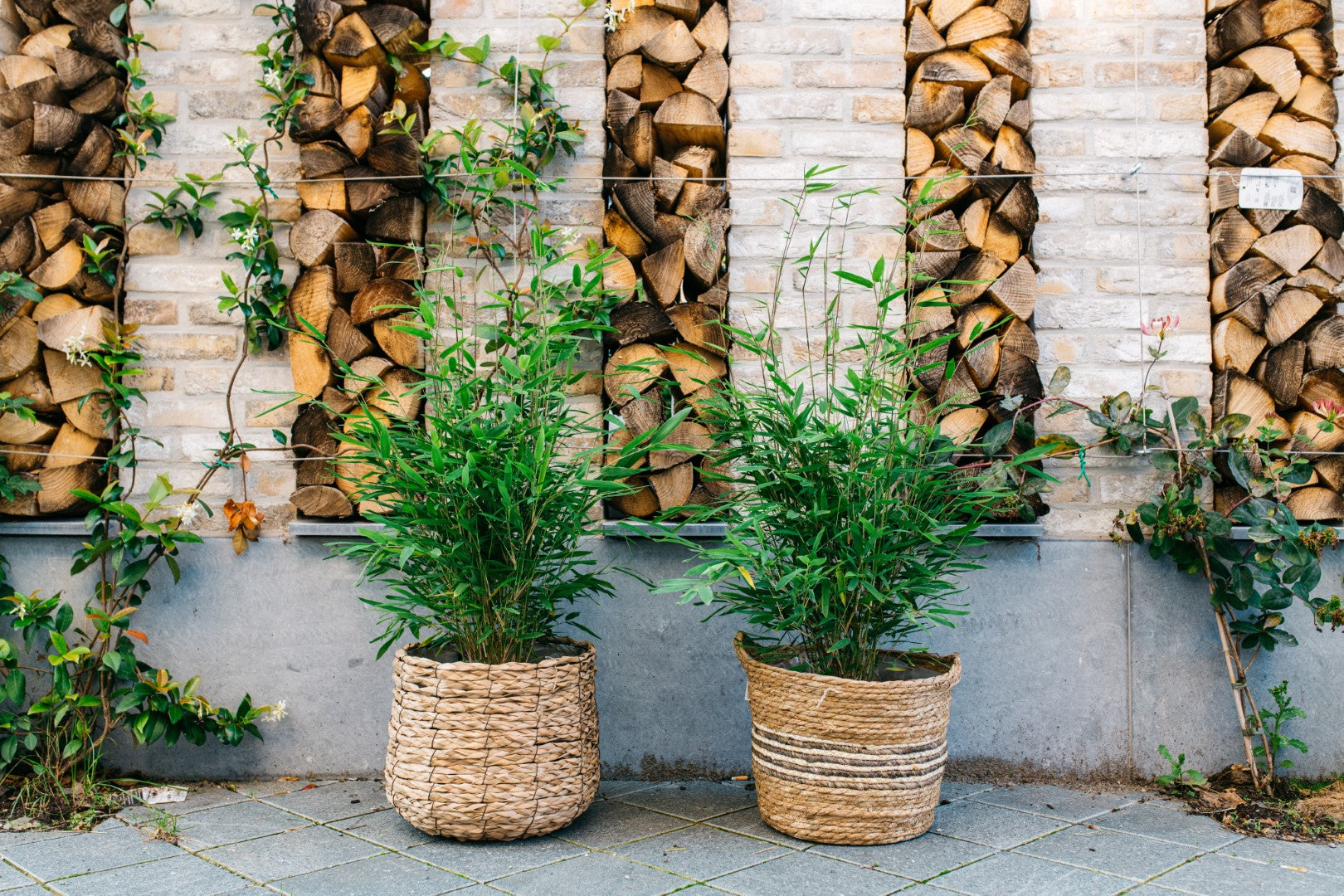 Lot de 2 Bambous Larges « non invasifs » (Fargesia) - 40-60 cm