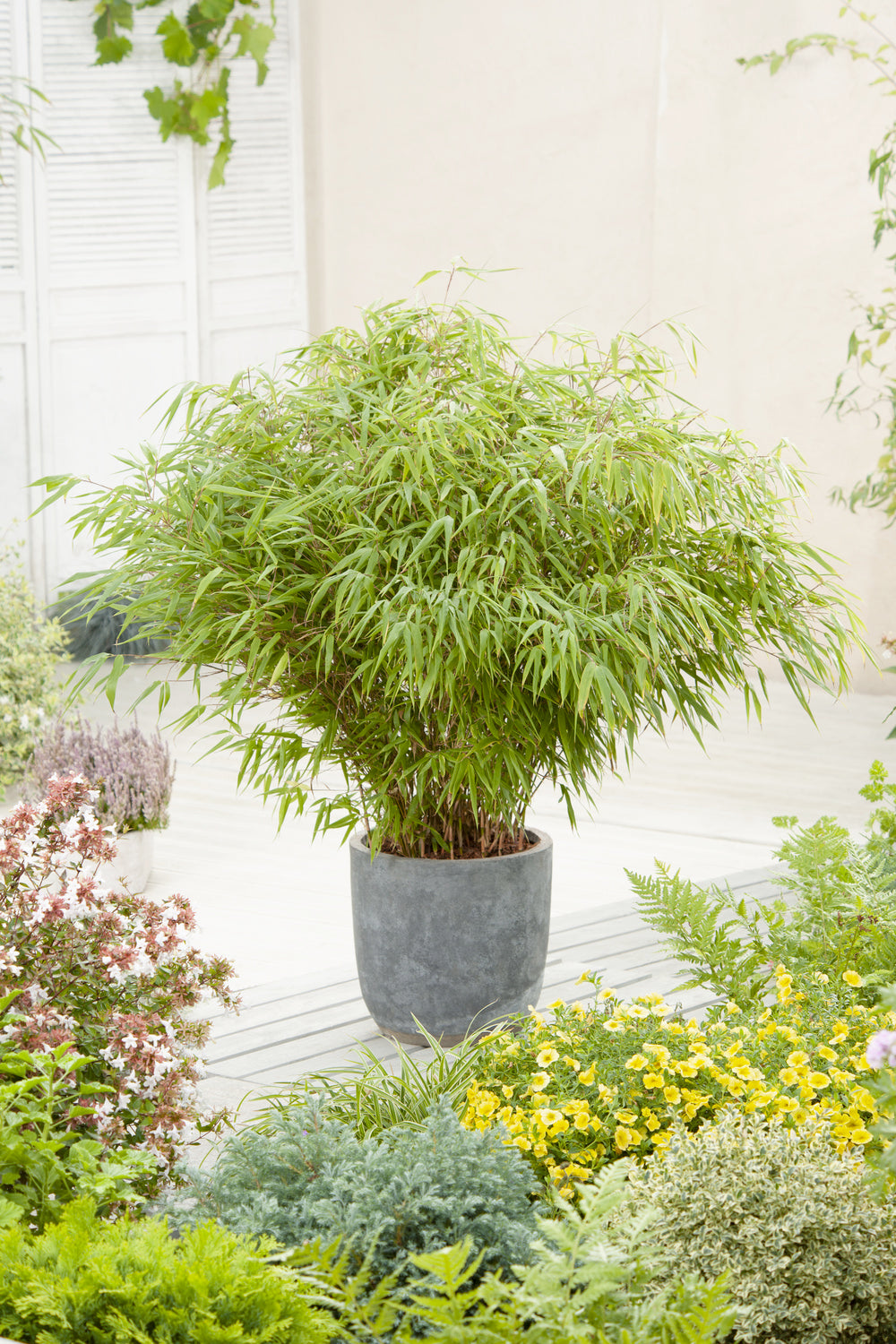 Lot de 2 Bambous Larges « non invasifs » (Fargesia) - 40-60 cm