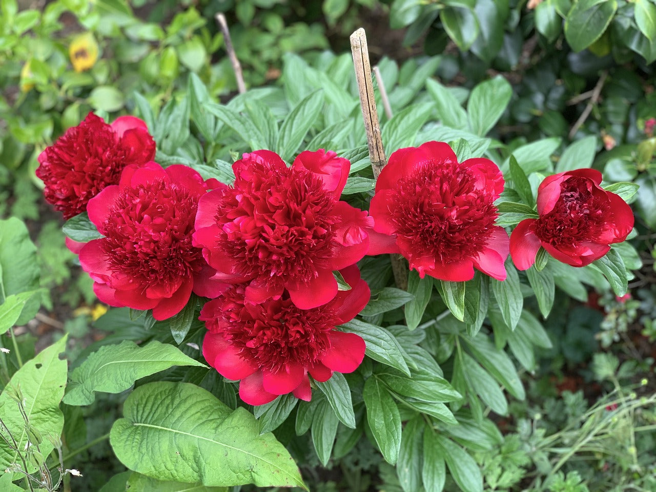Lot de 3 pivoines rouges