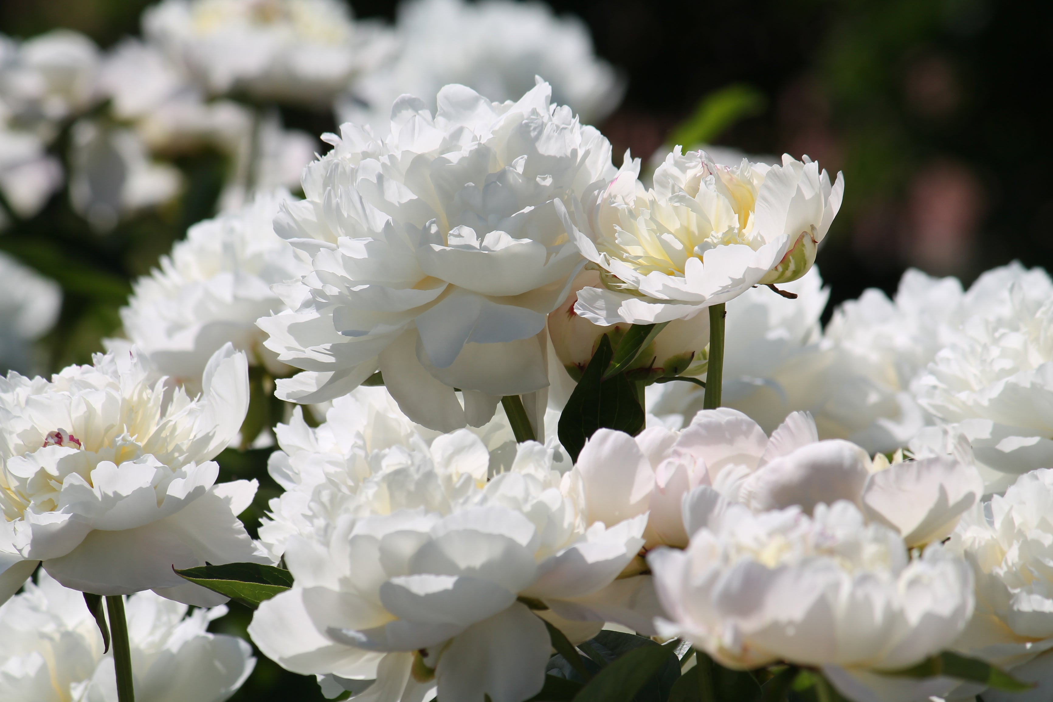 Lot de 3 pivoines: 1 rouge, 1 blanche, 1 rose