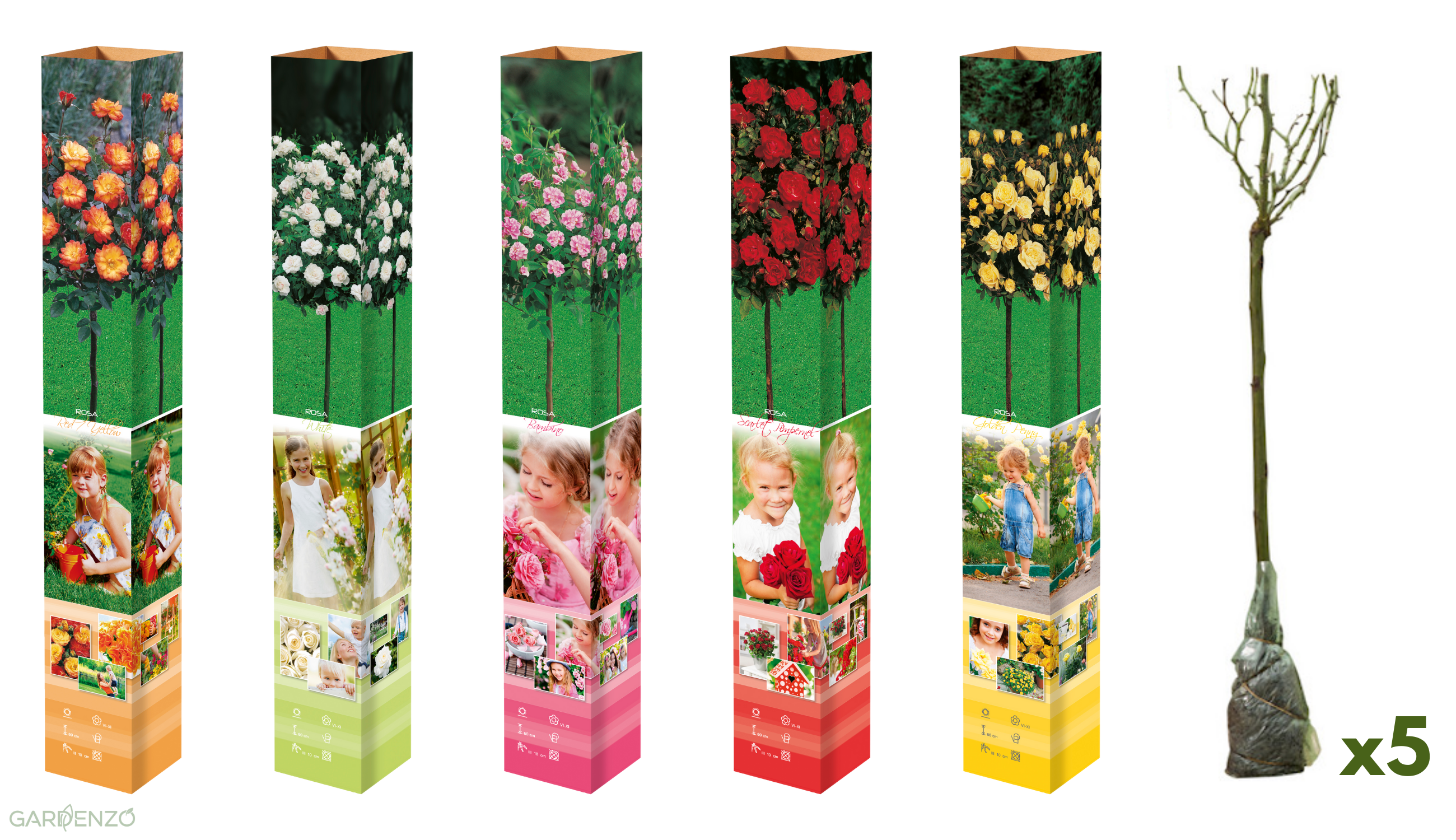 Lot de 5 mini rosiers : 1 blanc, 1 rouge, 1 jaune, 1 rose, 1 jaune/rouge - 55-70 cm