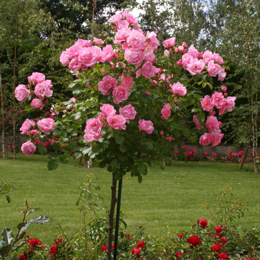 Lot de 3 mini rosiers roses - 55-70 cm