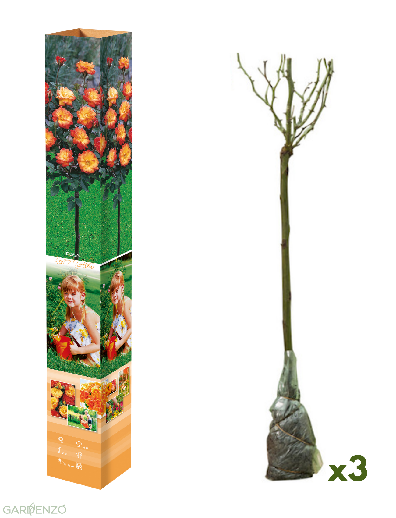 Lot de 3 mini rosiers bicolores jaunes / rouges - 55-70 cm