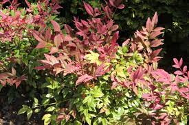 Bambou sacré (Nandina Obsessed) - 30-35 cm