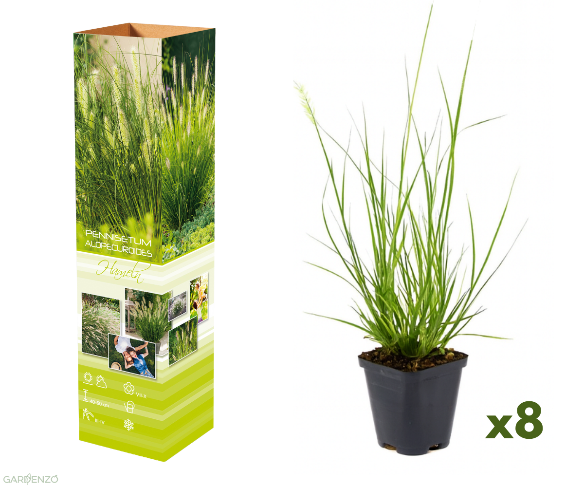 Lot de 8 plantes d´herbe aux écouvillons (Pennisetum)