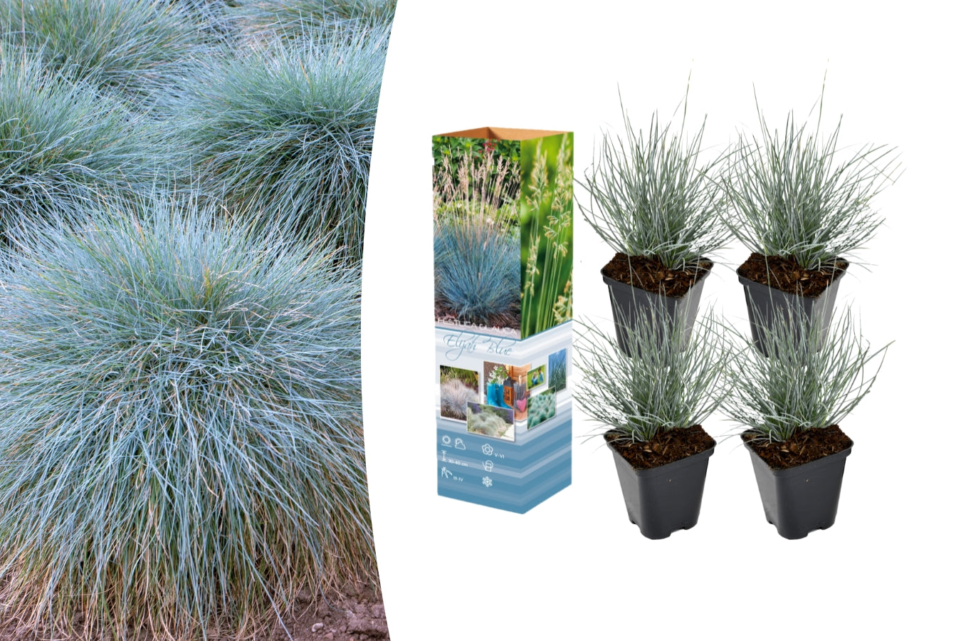 Festuca glauca x4