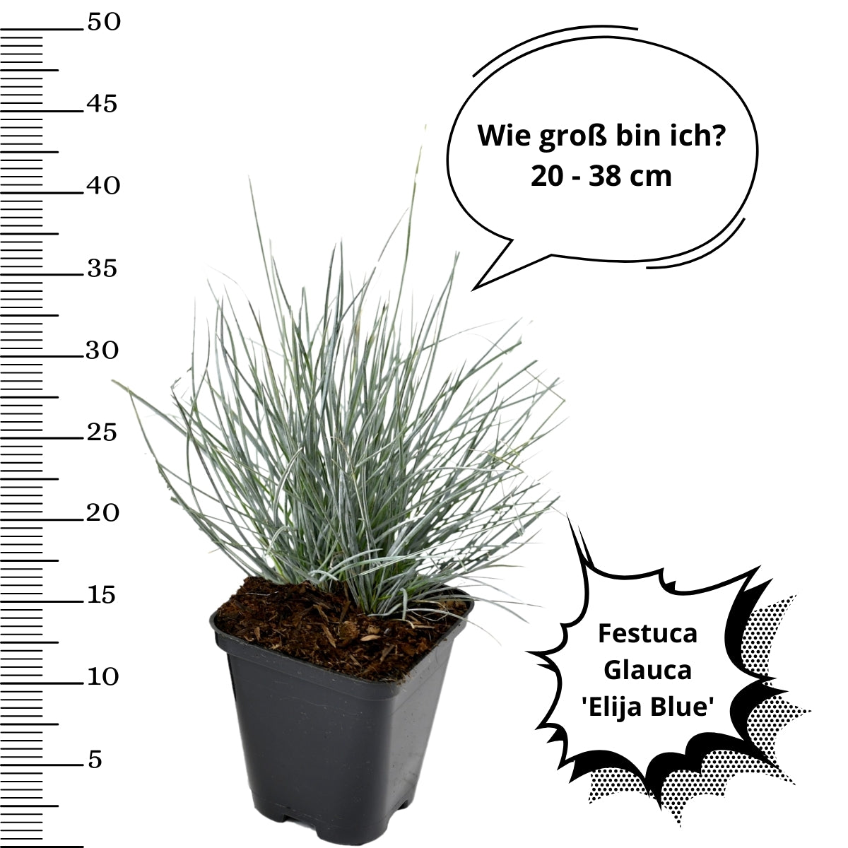 Festuca glauca x4