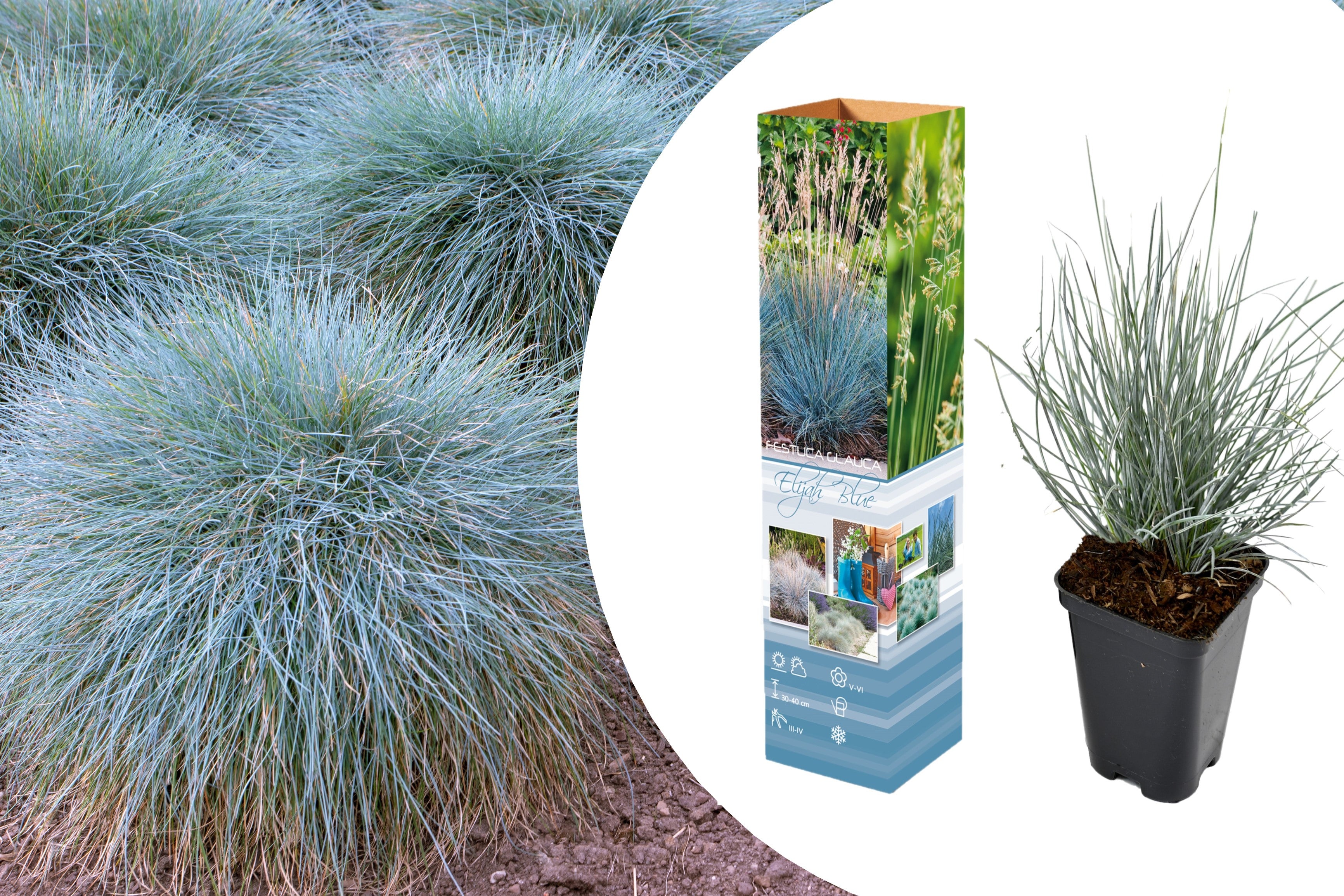 Festuca Glauca x8