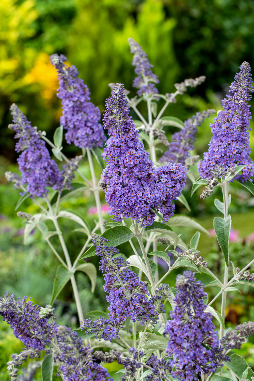 Mélange de 8 arbres aux papillons (Buddleia de David) à fleurs rouges, blanches, roses et violettes - 30-38 cm
