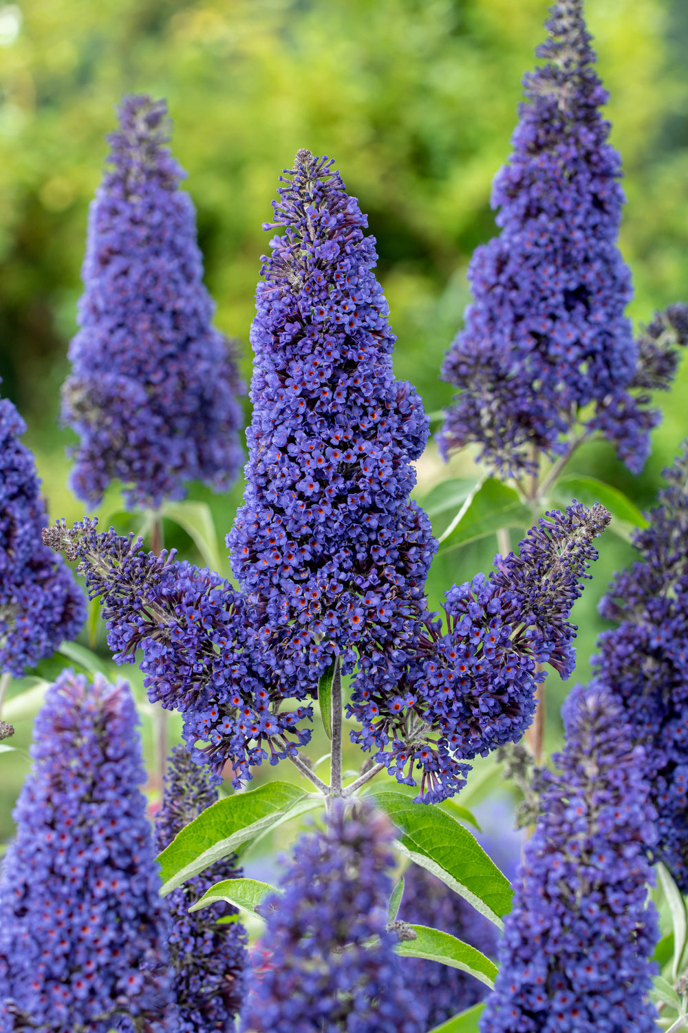 Lot de 3 arbres aux papillons ou lilas d'été (Buddleia de David) à fleurs bleues/lila - 30-38 cm