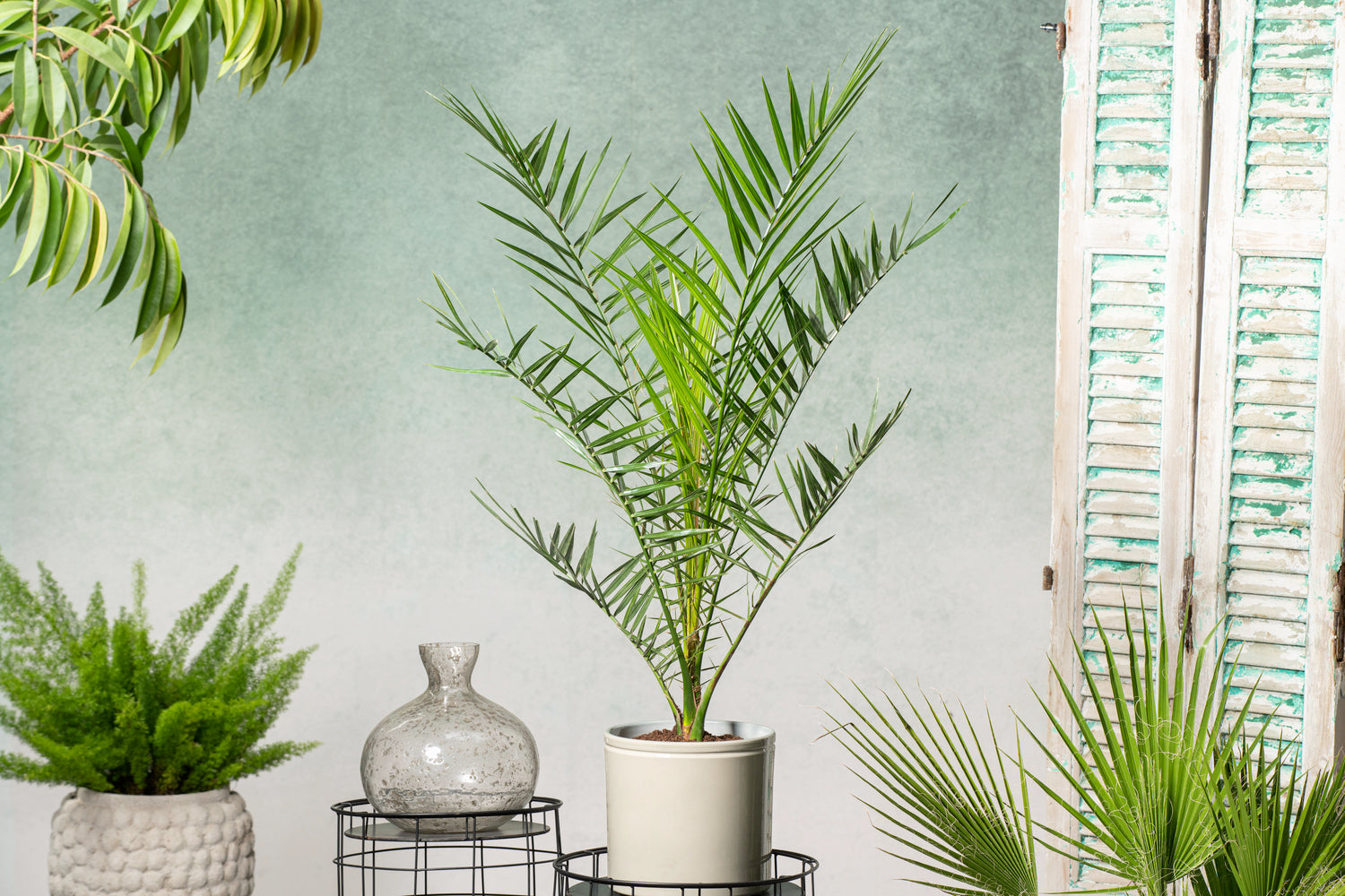 Lot de 2 palmiers Phoenix canariensis - Moyens (50–70 cm)