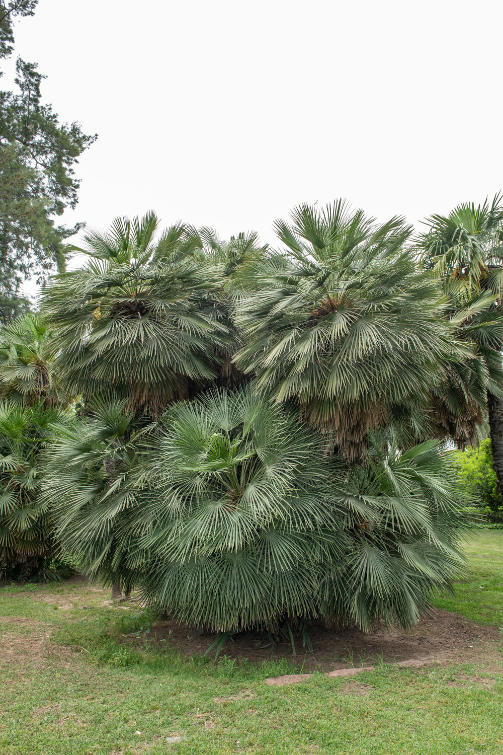 Lot de 2 palmiers nains européens (Chamaerops humilis) - Moyen 50-70 cm
