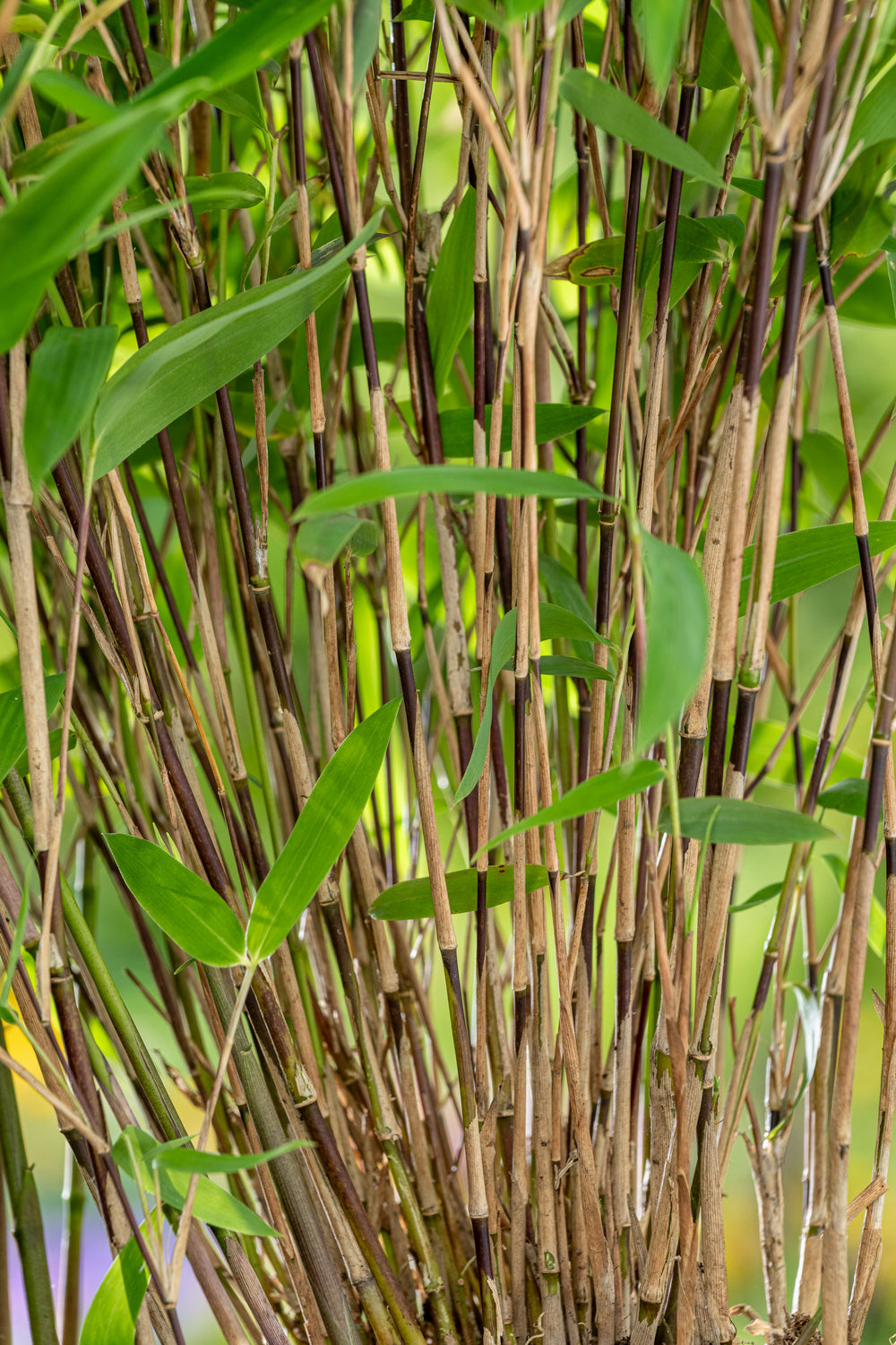 Lot de 2 Bambous Moyens « non invasifs » (Fargesia) - 25-40 cm