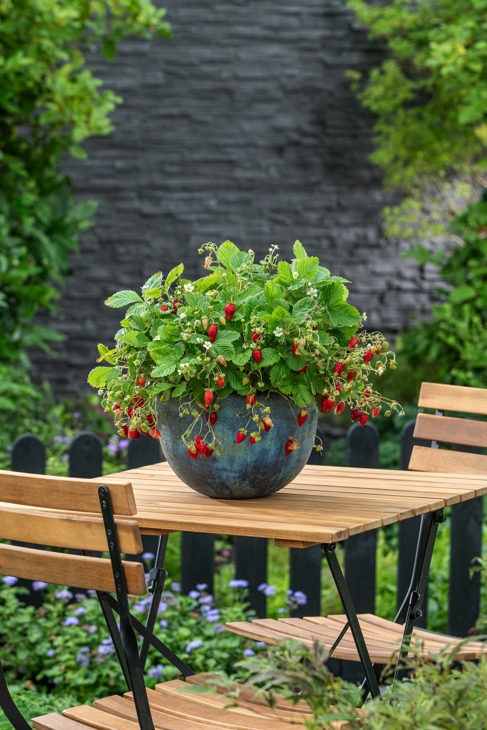 Lot de 25 plantes fruitières 30–38 cm : 20 fraisiers, 1 framboisier, 1 mûrier, 1 myrtillier, 1 groseillier, 1 cassis,