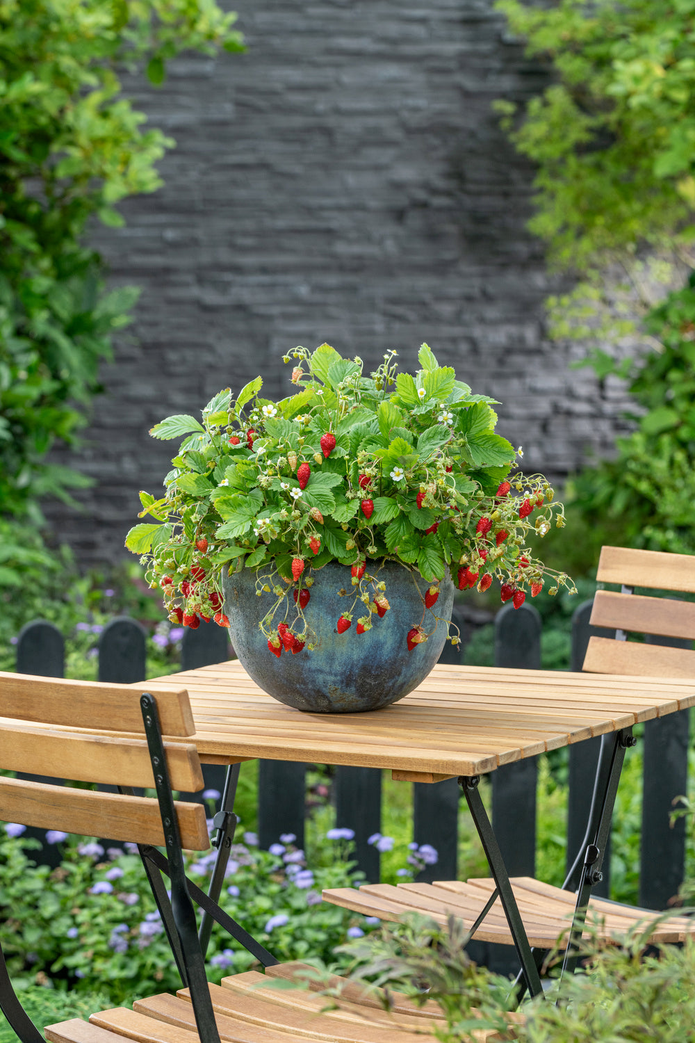 Lot de 40 plants de fraises Frigo (Fragaria Ostara)