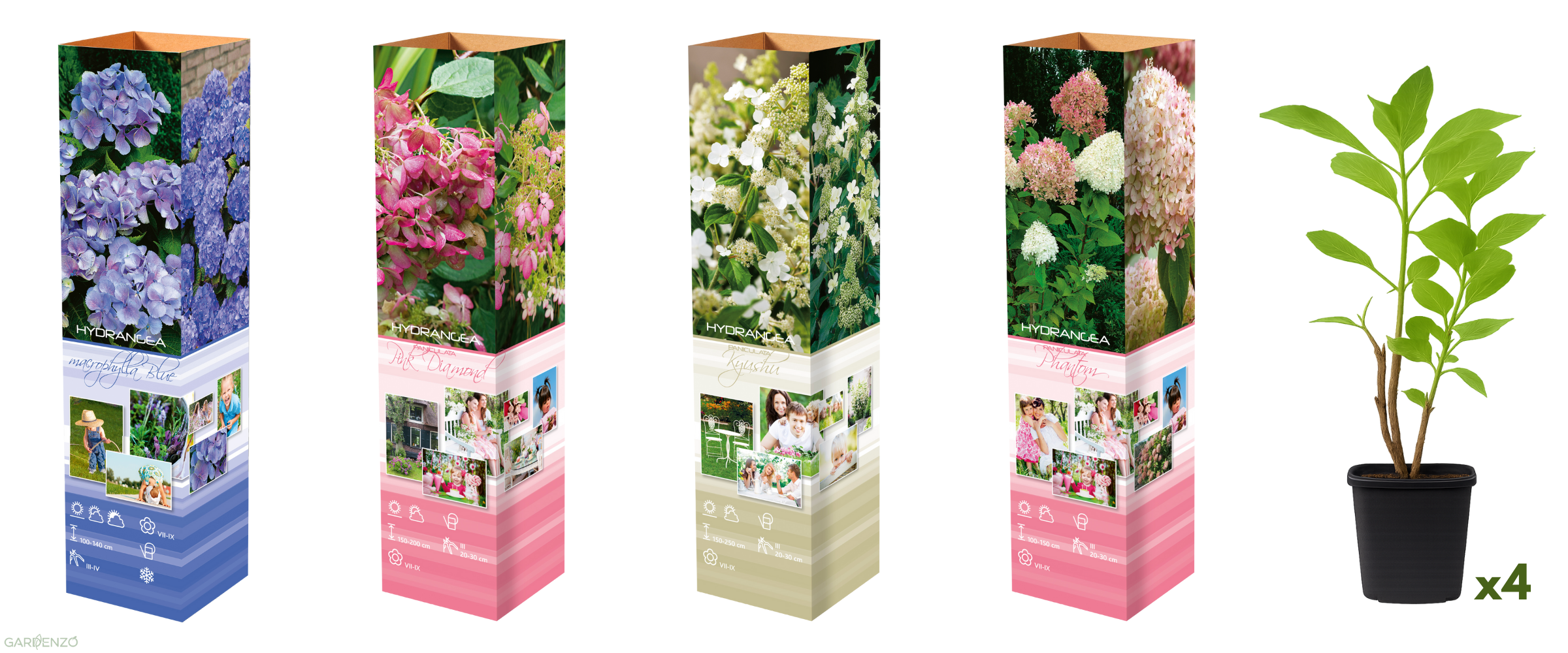 Lot de 4 hortensias : 1 rose blanc,  1 rose, 1 bleu, 1 blanc - 30-38 cm