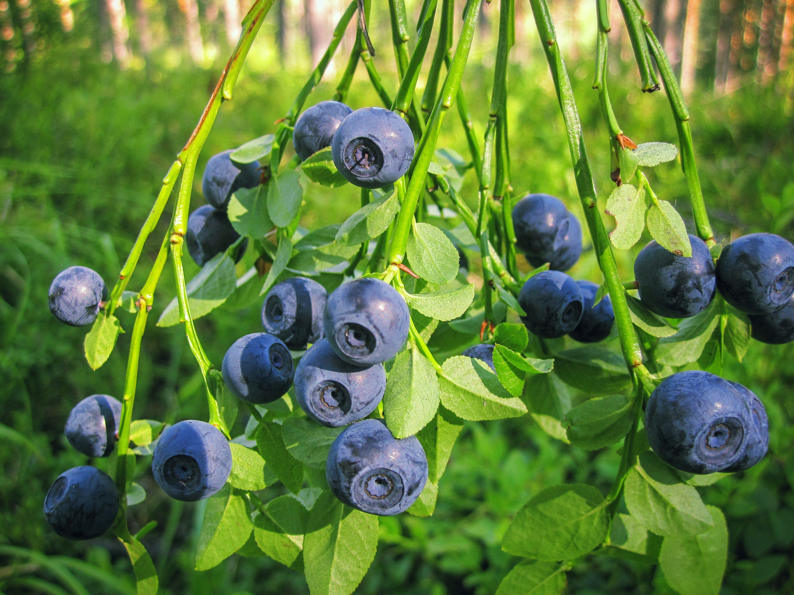 Lot de 25 plantes fruitières 30–38 cm : 20 fraisiers, 1 framboisier, 1 mûrier, 1 myrtillier, 1 groseillier, 1 cassis,