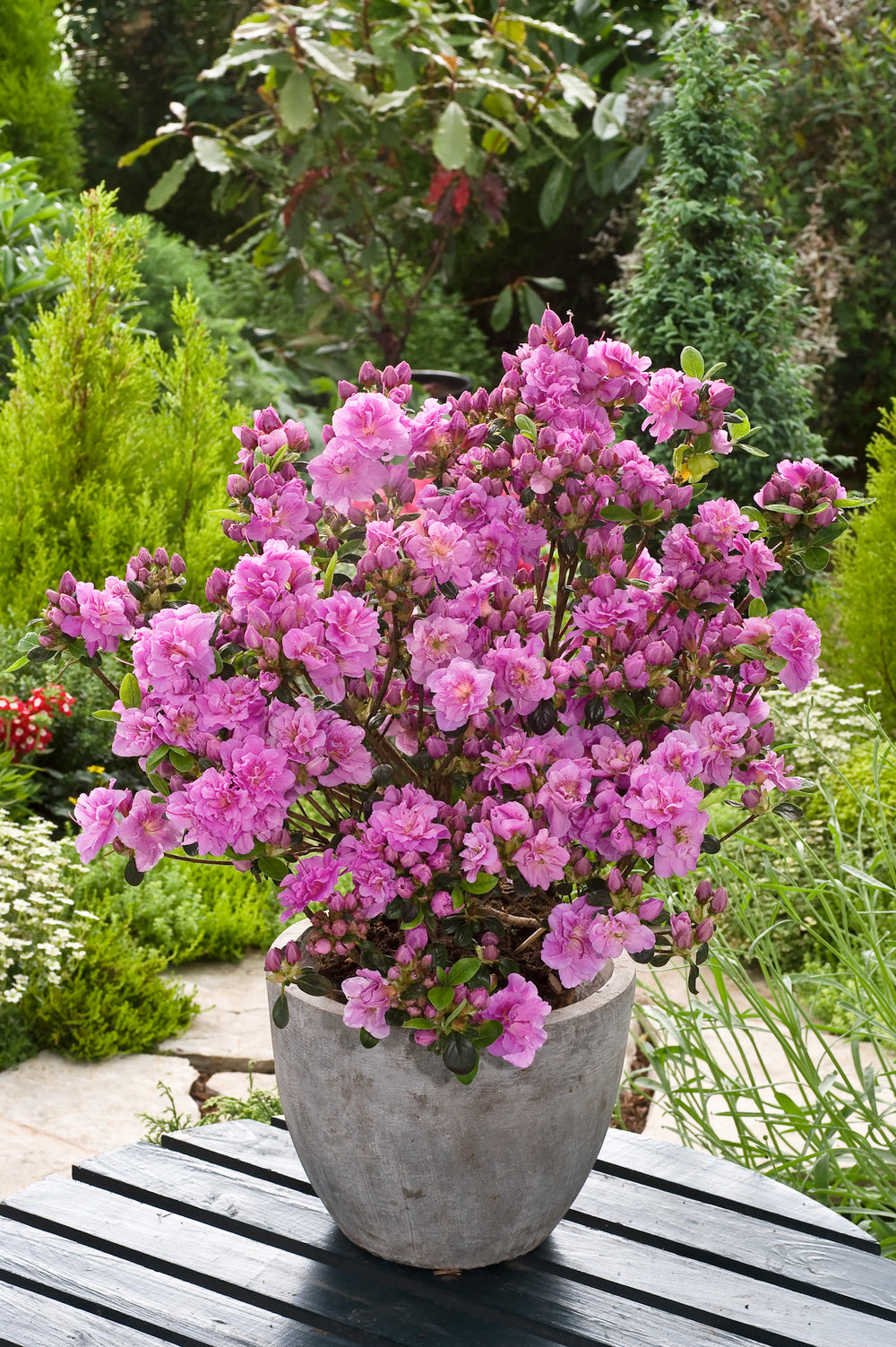 Lot de 3 azalées violettes