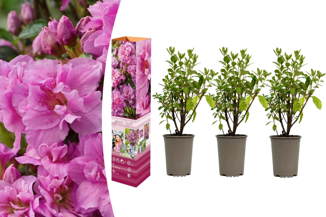 Lot de 3 azalées violettes