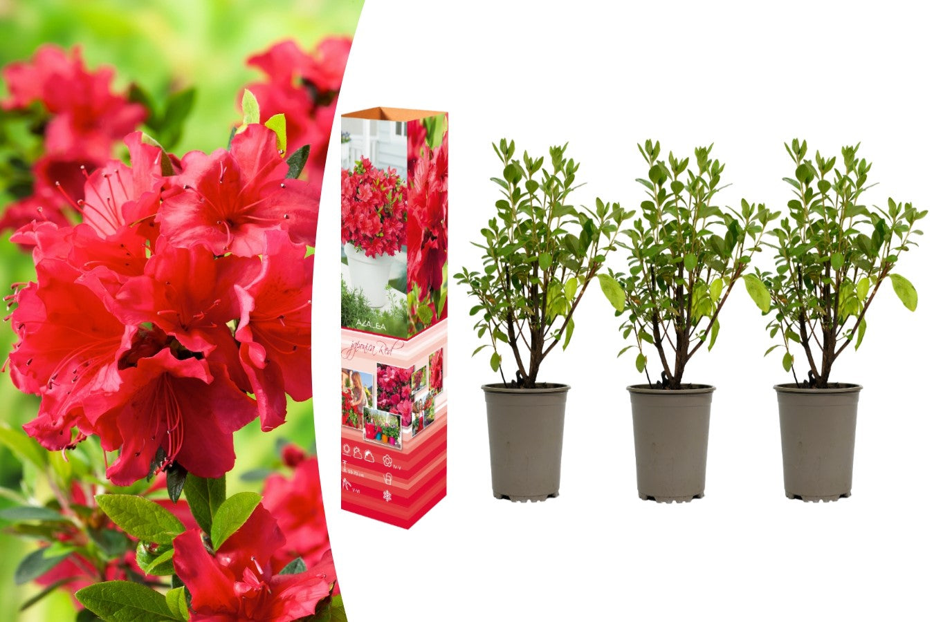 Lot de 3 azalées rouges