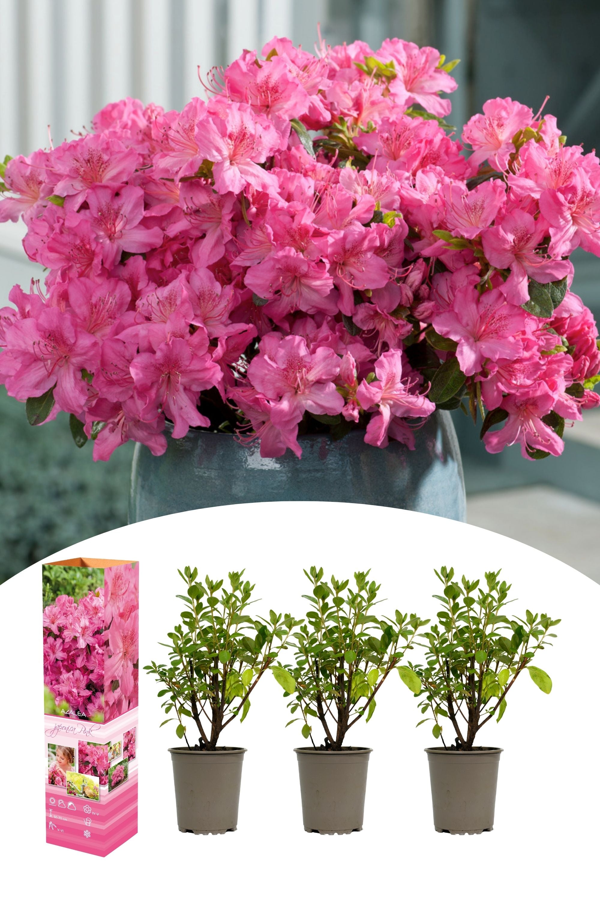 Lot de 3 azalées roses