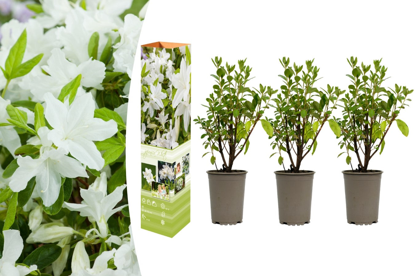Lot de 3 azalées blanches