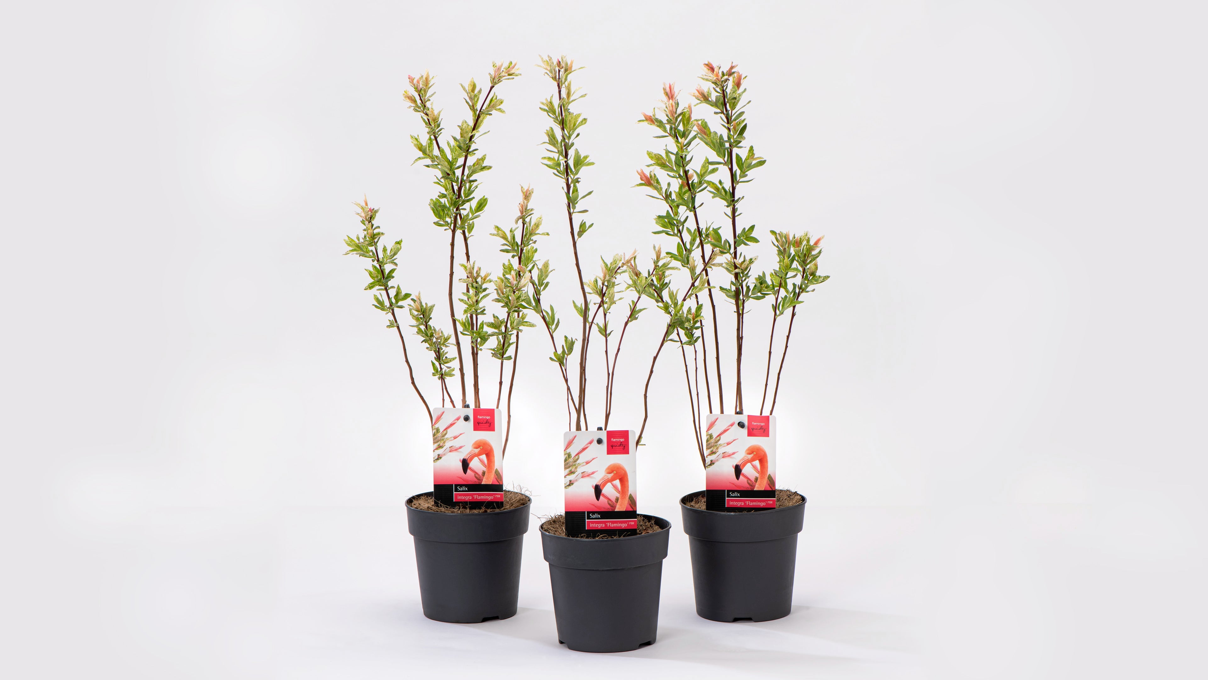 Lot de 3 arbustes saules flamants roses - 30-40 cm