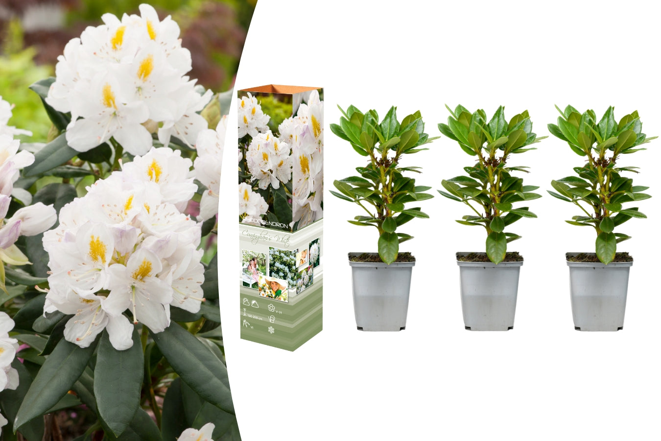 Lot de 3 rhododendrons 'Cunningham'