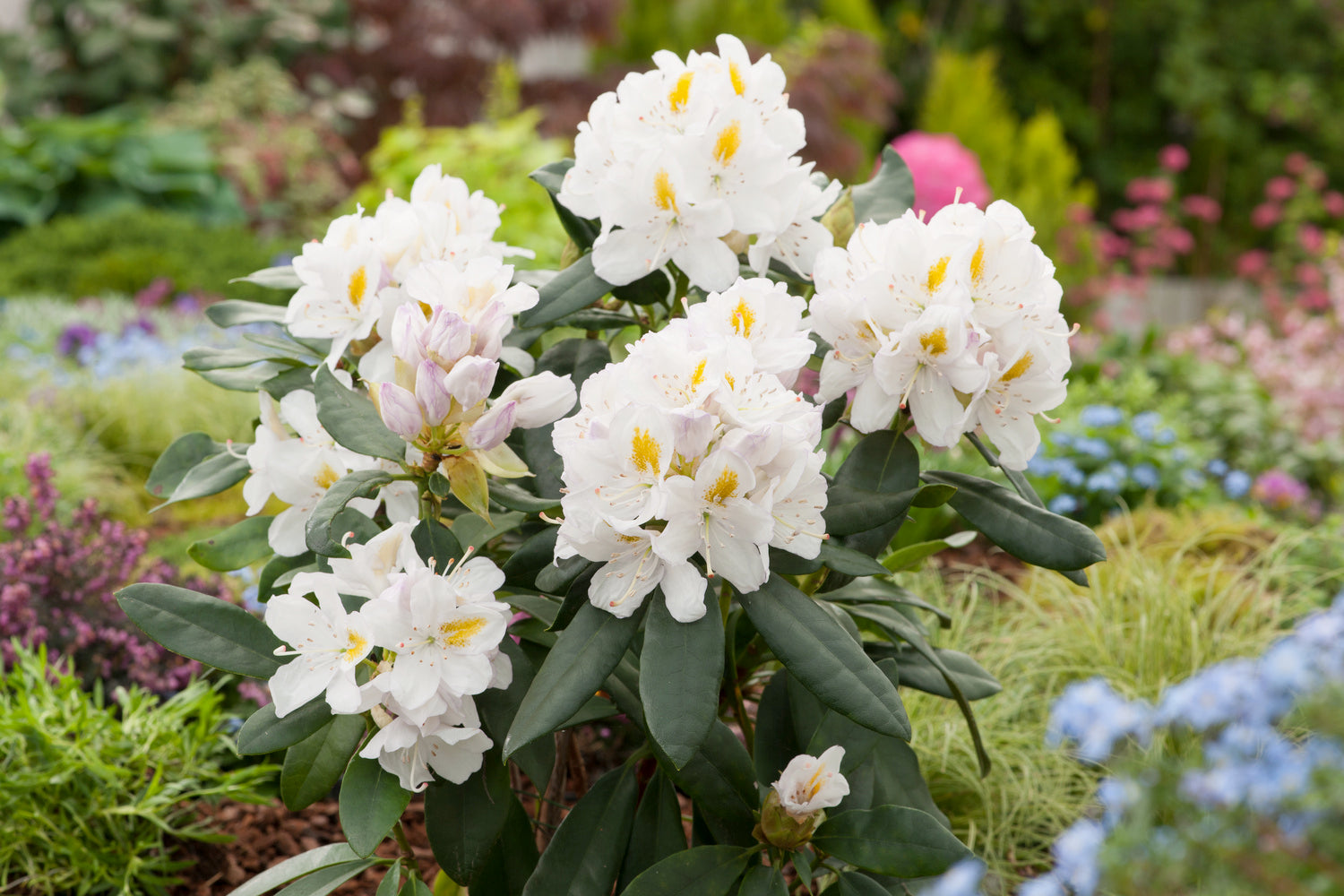 Lot de 6 rhododendrons Cunningham's White - Fleurs blanches 20-38 cm