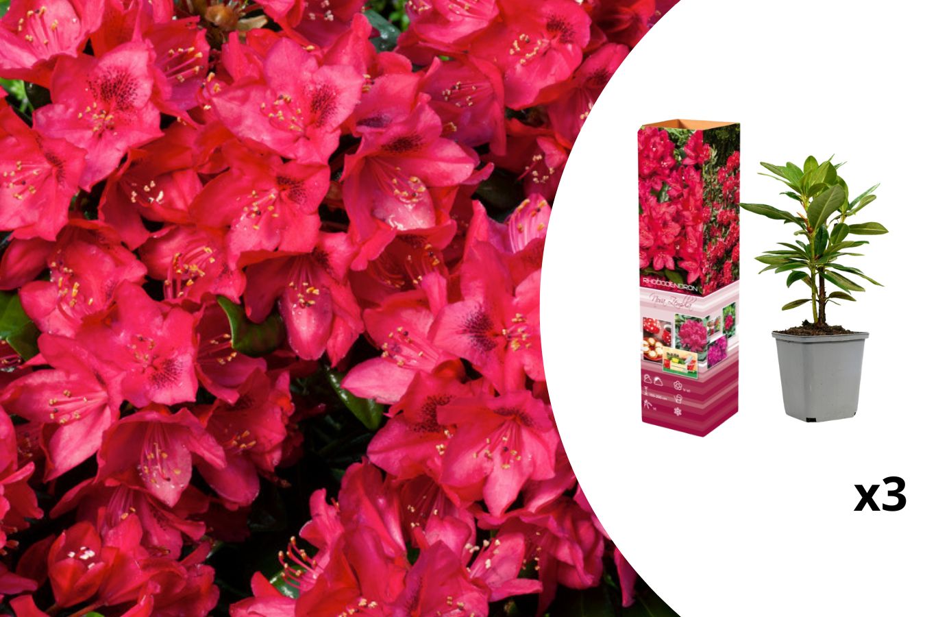 Lot de 3 rhododendrons rouges - 'Nova Zembla'