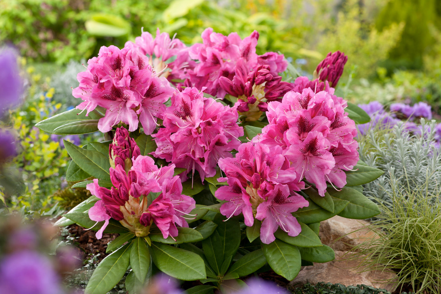 Lot de 3 rhododendrons rouges/roses vifs - 'Cosmopolitan'