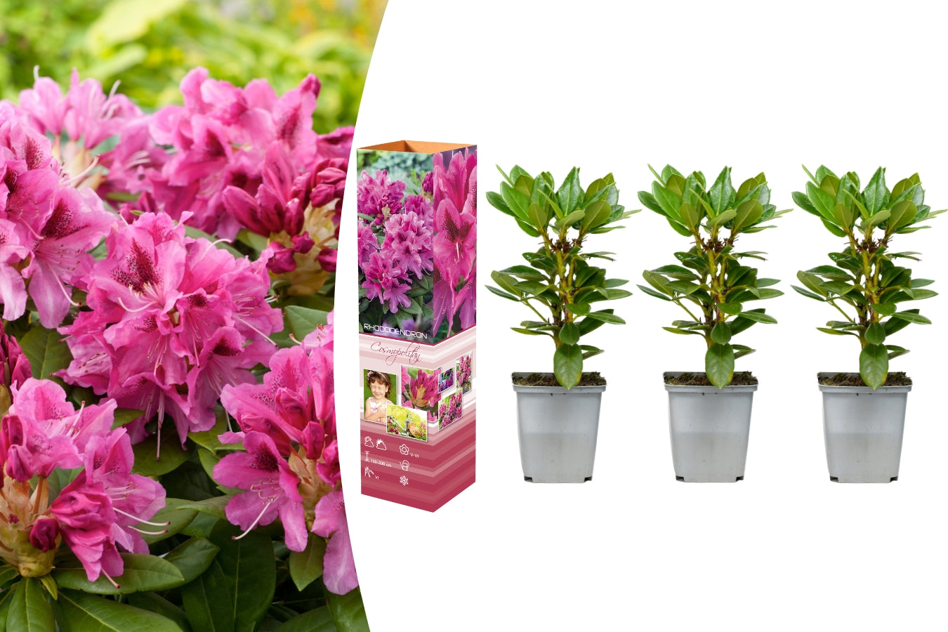 Lot de 3 rhododendrons rouges/roses vifs - 'Cosmopolitan'