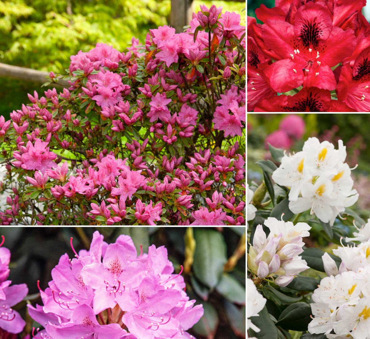 Lot de 8 rhododendrons - 2 blancs, 2 roses, 2 rouges, 2 violets 20-38