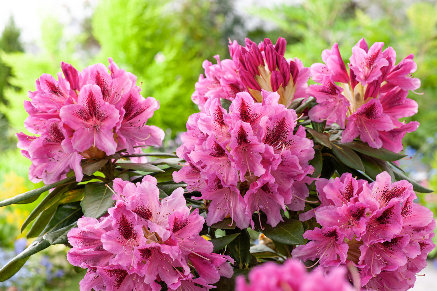 Lot de 4 rhododendrons - 1 blanc, 1 rose, 1 rouge, 1 violet 20-38 cm