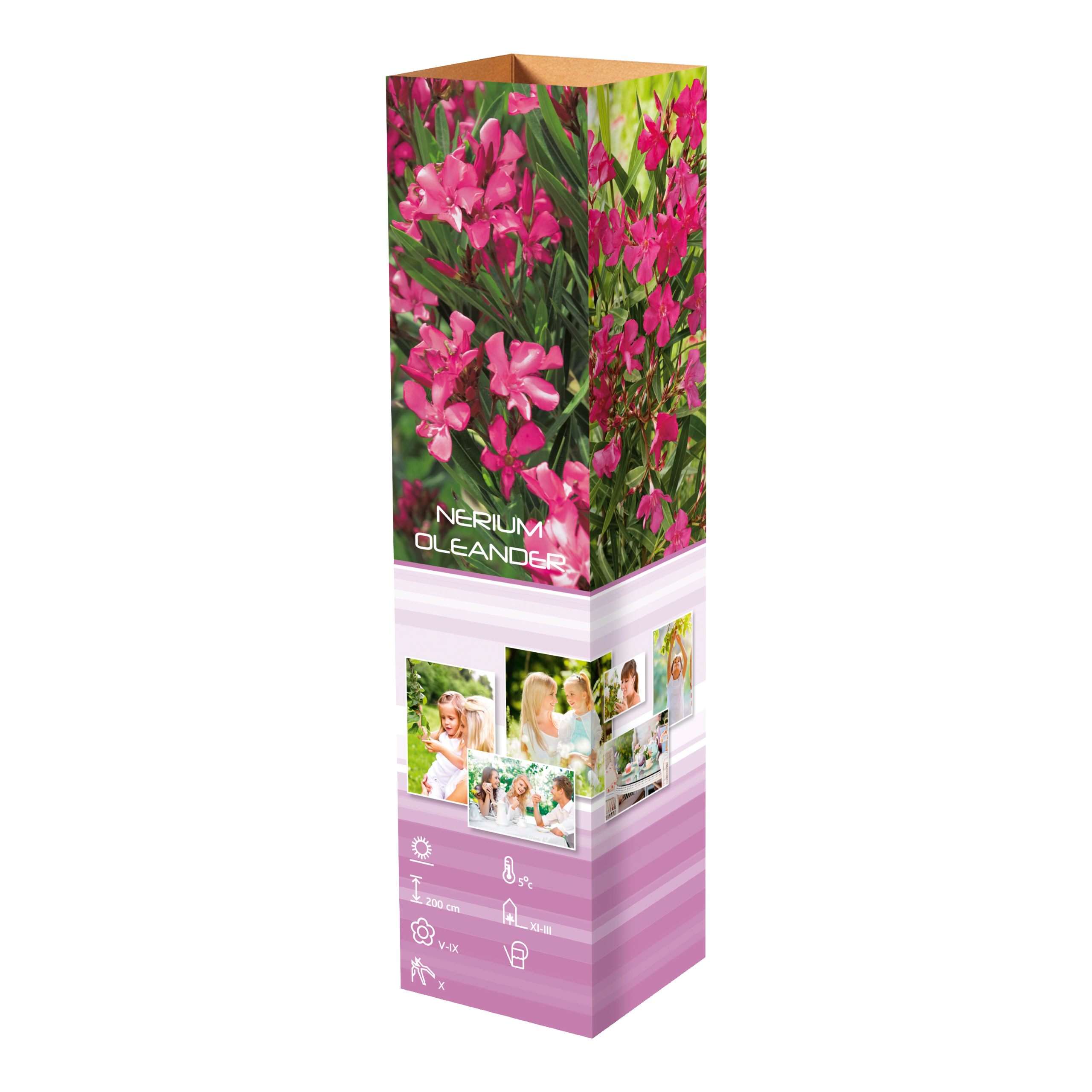 Lot de 4 lauriers roses - 2 fleurs roses et  2 fleurs blanches 25-38 cm
