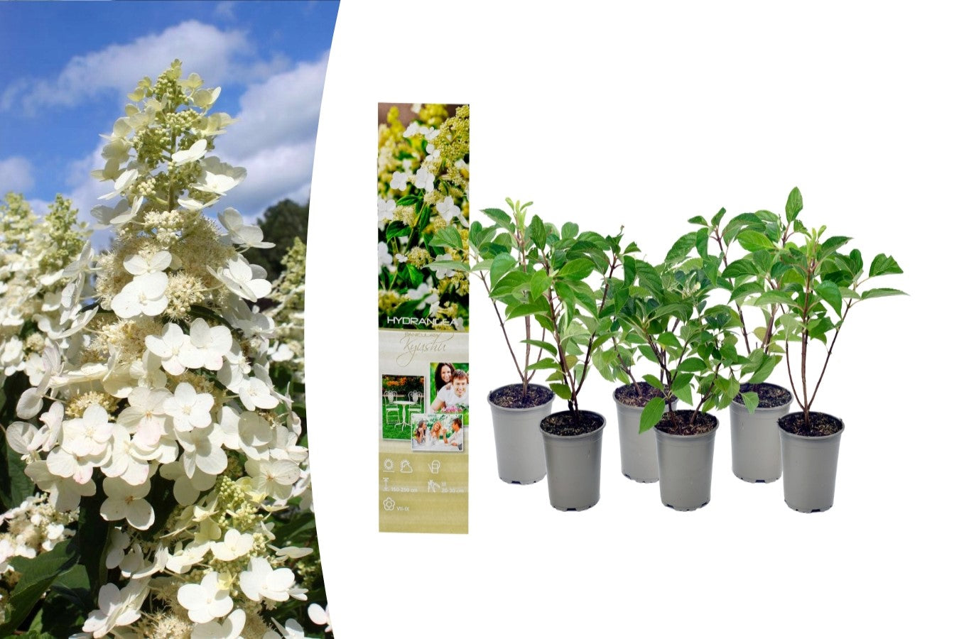 Lot de 6 hortensias paniculés blancs - Hydrangea pan. 'Kyushu'