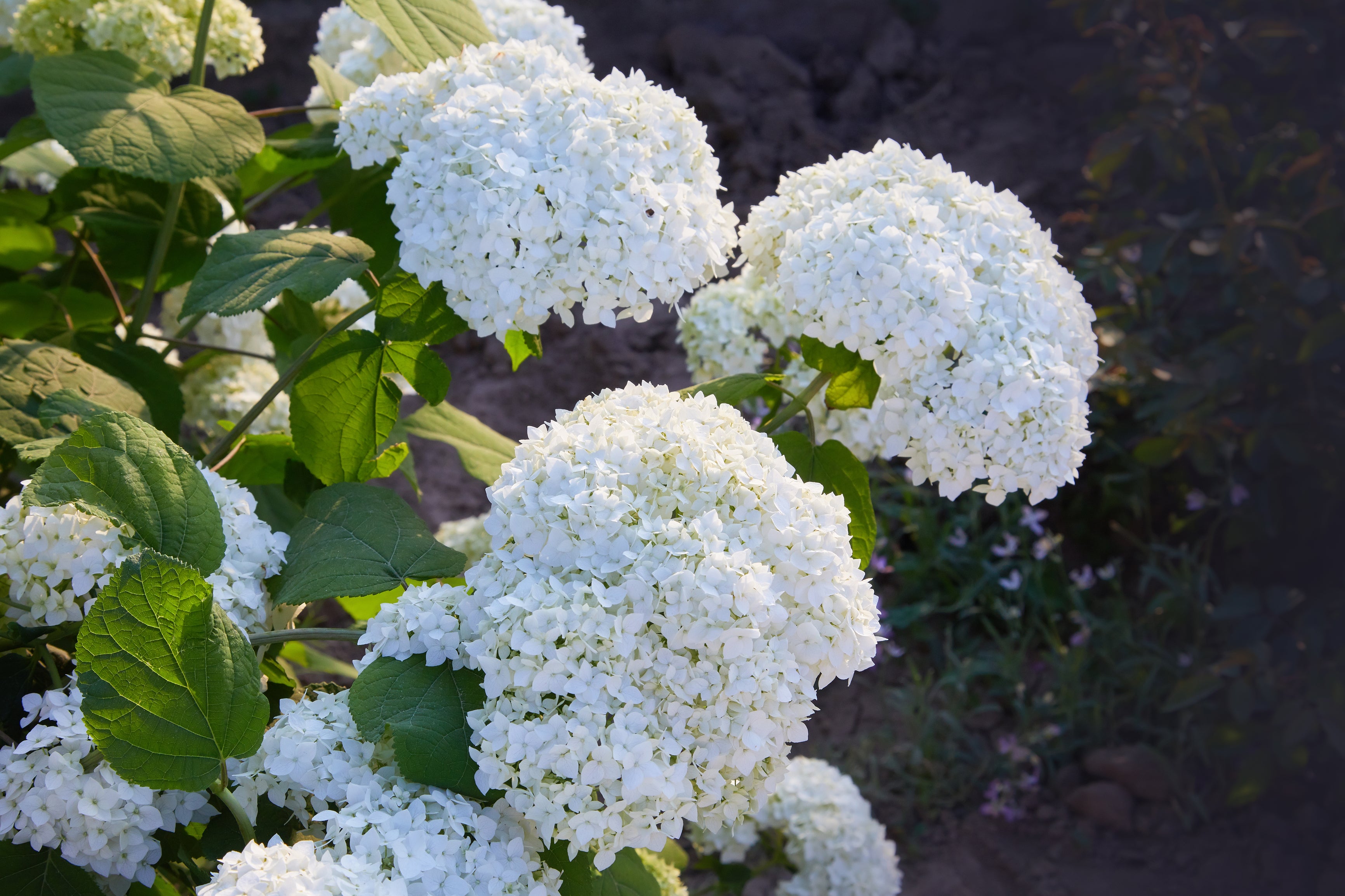 Lot de 6 hortensias blancs - Hydrangea arb. 'Annabelle'
