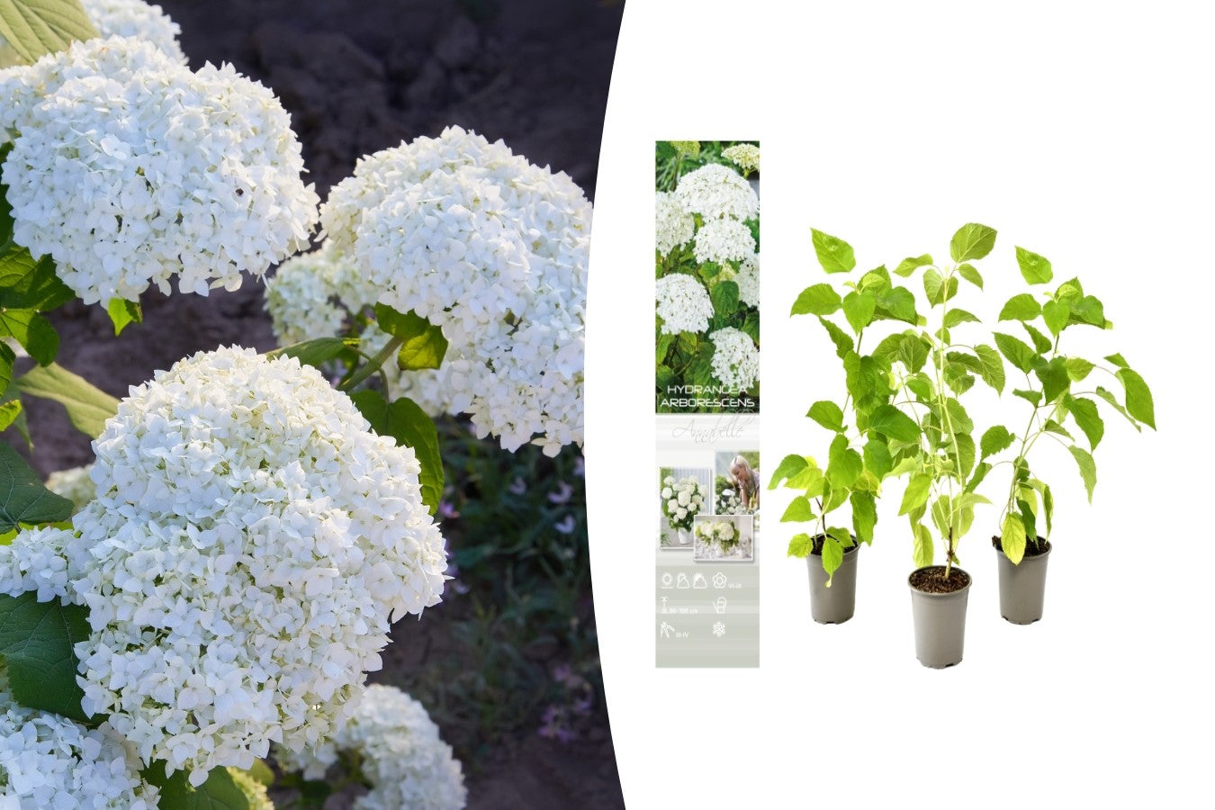 Lot de 3 hortensias blancs - Hydrangea arb. 'Annabelle'