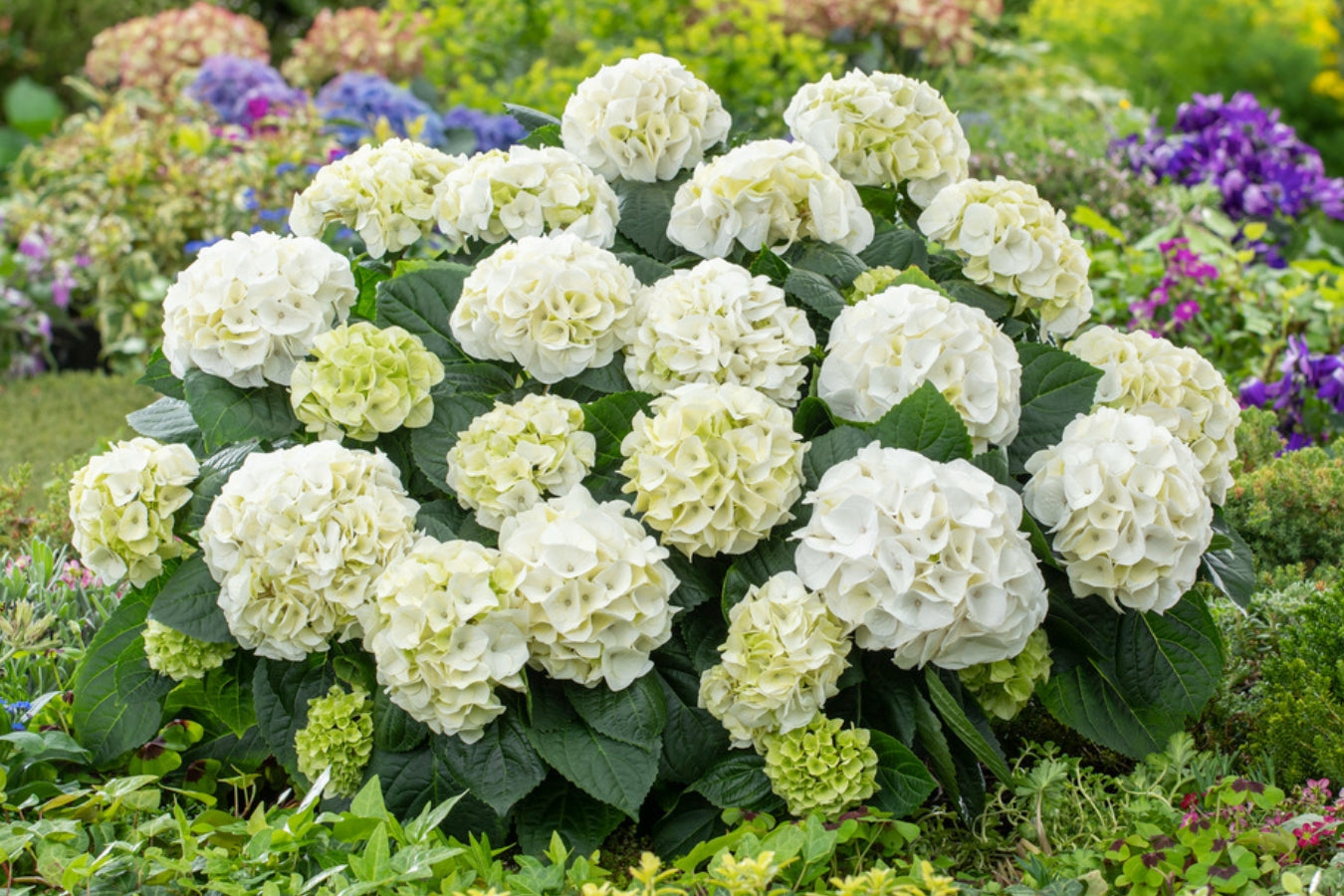 Lot de 3 hortensias blancs - Hydrangea macrophylla