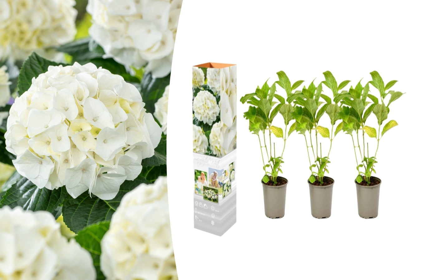 Lot de 3 hortensias blancs - Hydrangea macrophylla