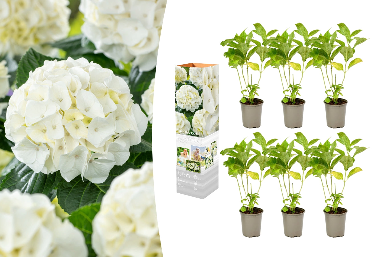 Lot de 6 hortensias blancs - Hydrangea macrophylla