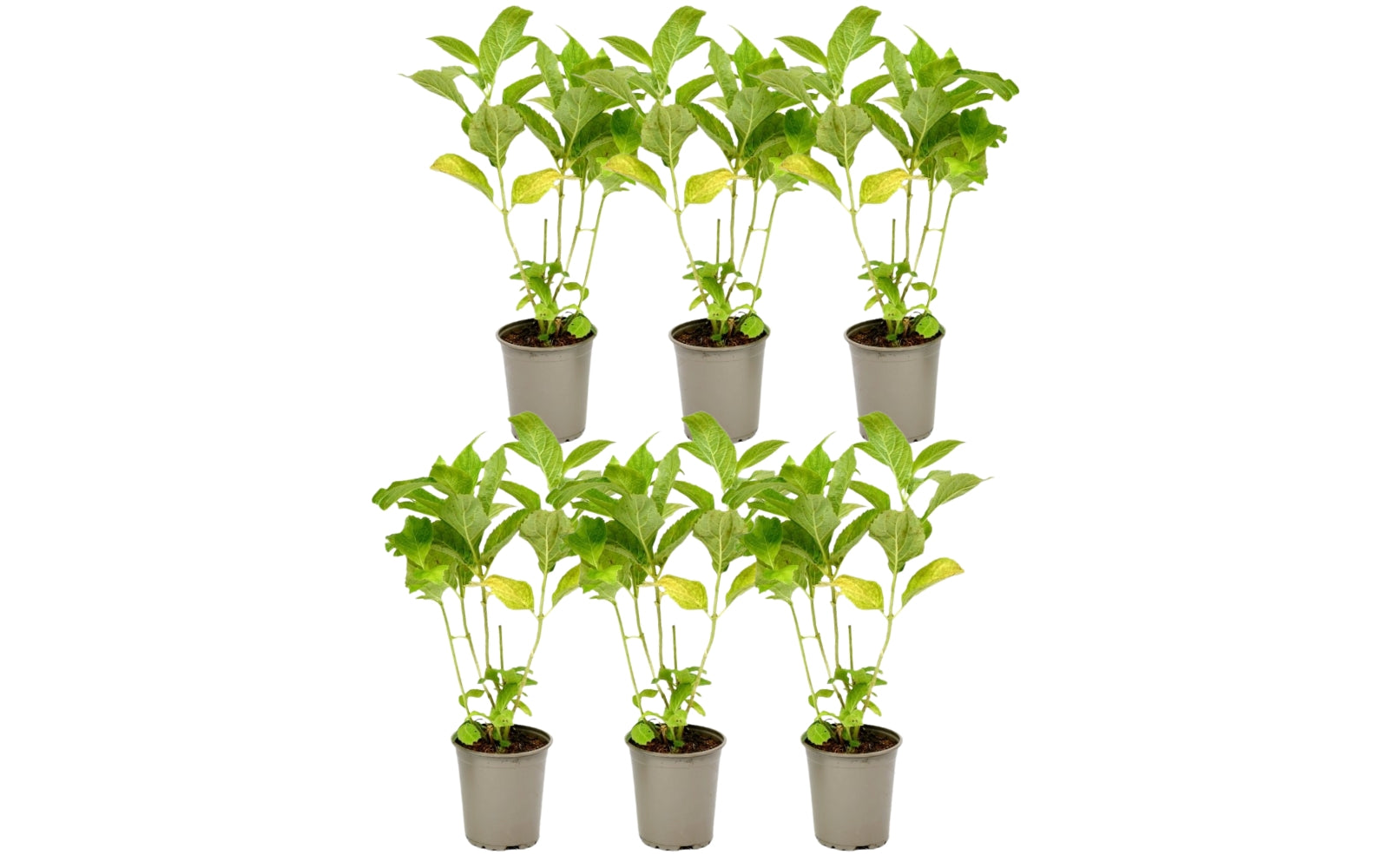 Lot de 6 hortensias blancs - Hydrangea macrophylla