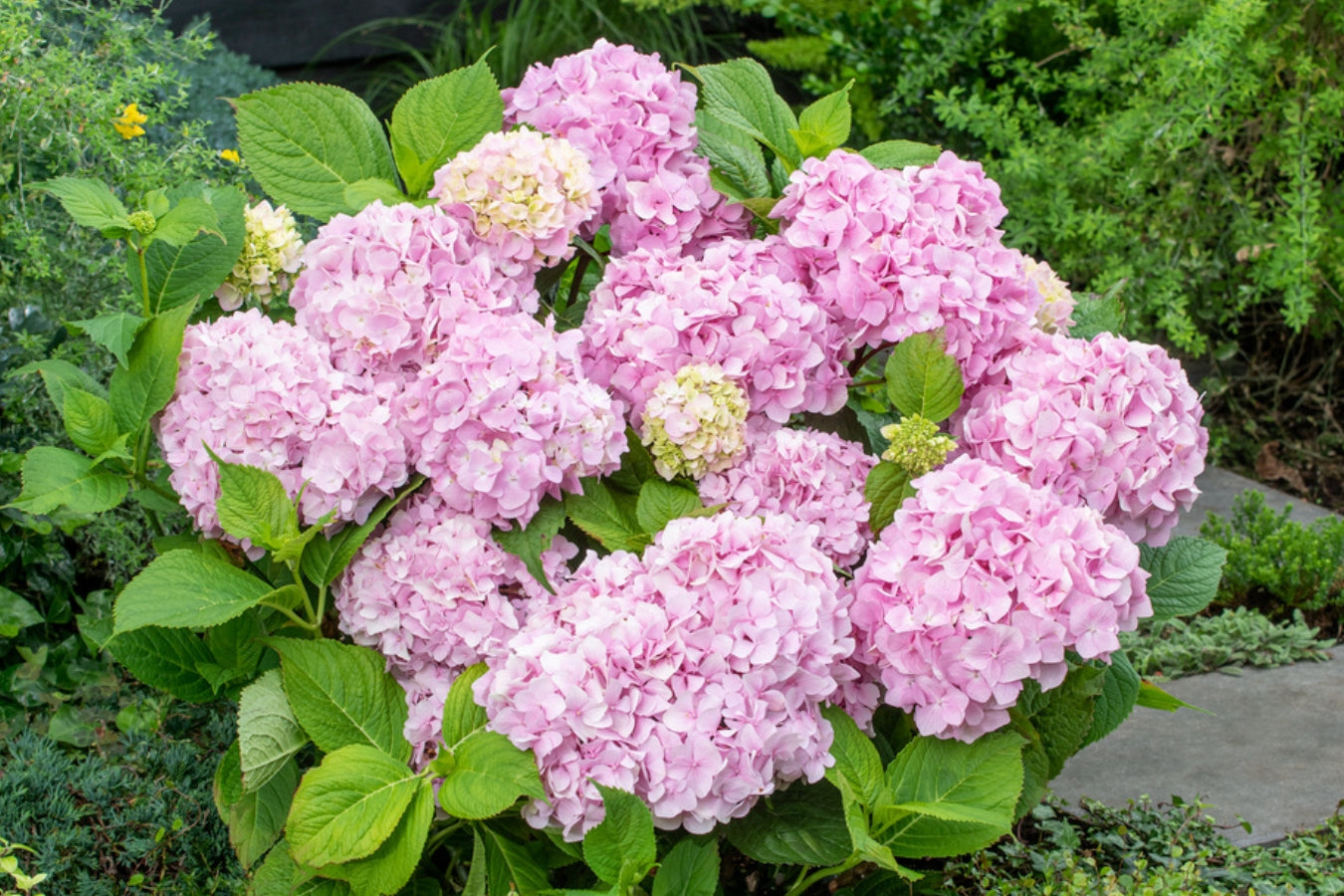 Lot de 3 hortensias roses -  Hydrangea macrophylla