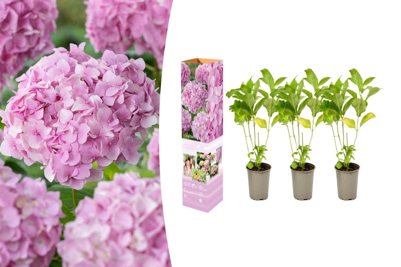 Lot de 3 hortensias roses -  Hydrangea macrophylla