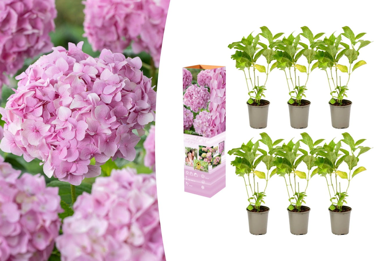 Lot de 6 hortensias roses - Hydrangea macrophylla