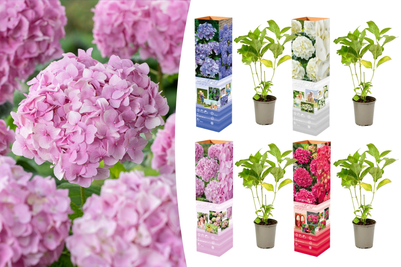 Lot de 4 hortensias de 4 couleurs différentes - Hydrangea macrophylla