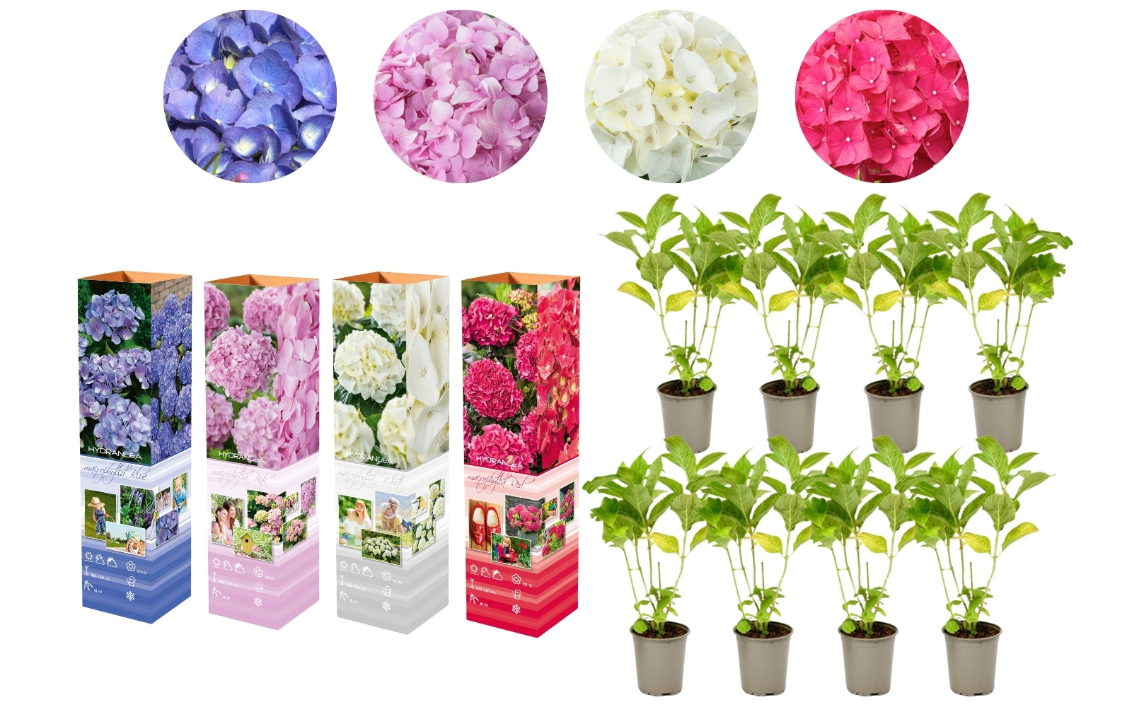 Lot de 8 hortensias de 4 couleurs différentes - Hydrangea macrophylla