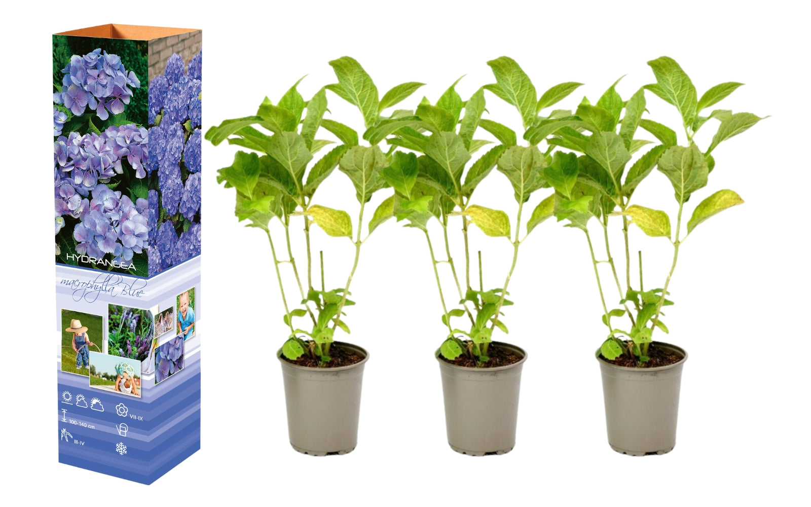Lot de 3 hortensias bleus - Hydrangea macrophylla