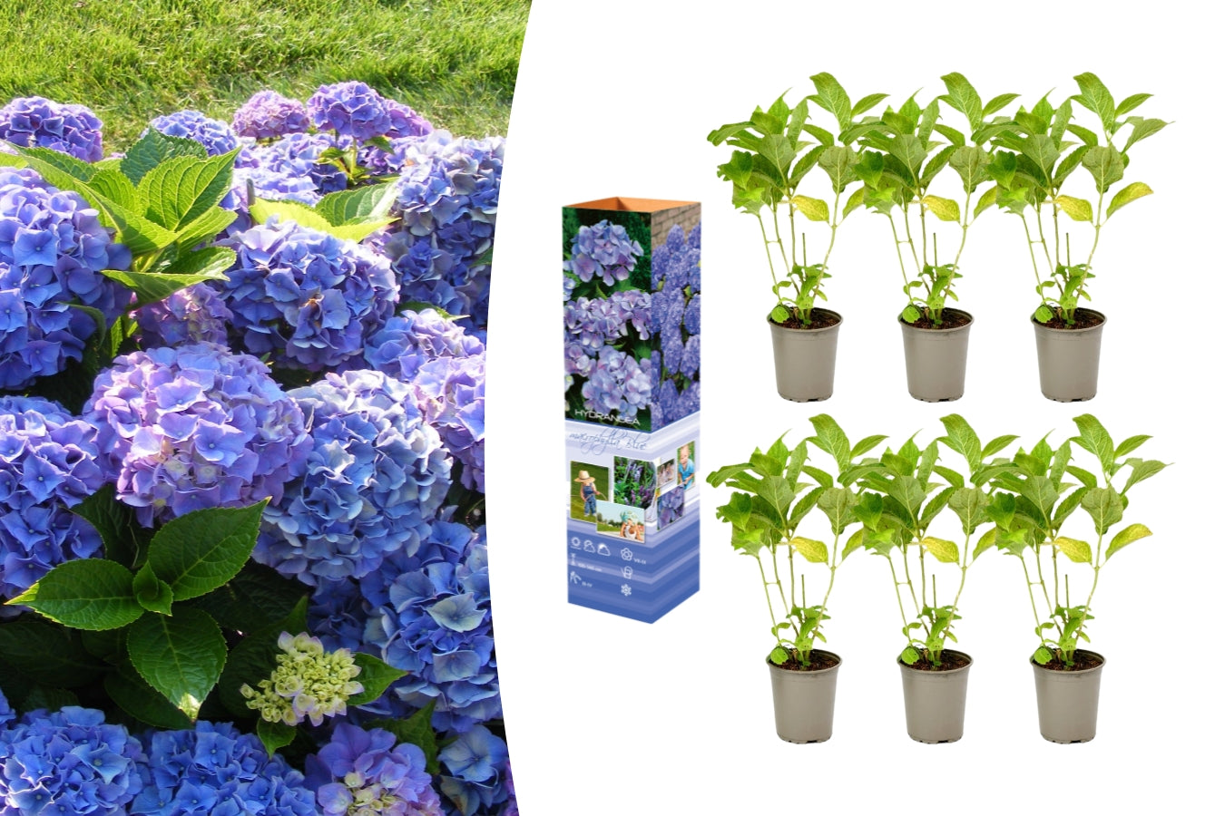 Lot de 6 hortensias bleus - Hydrangea macrophylla