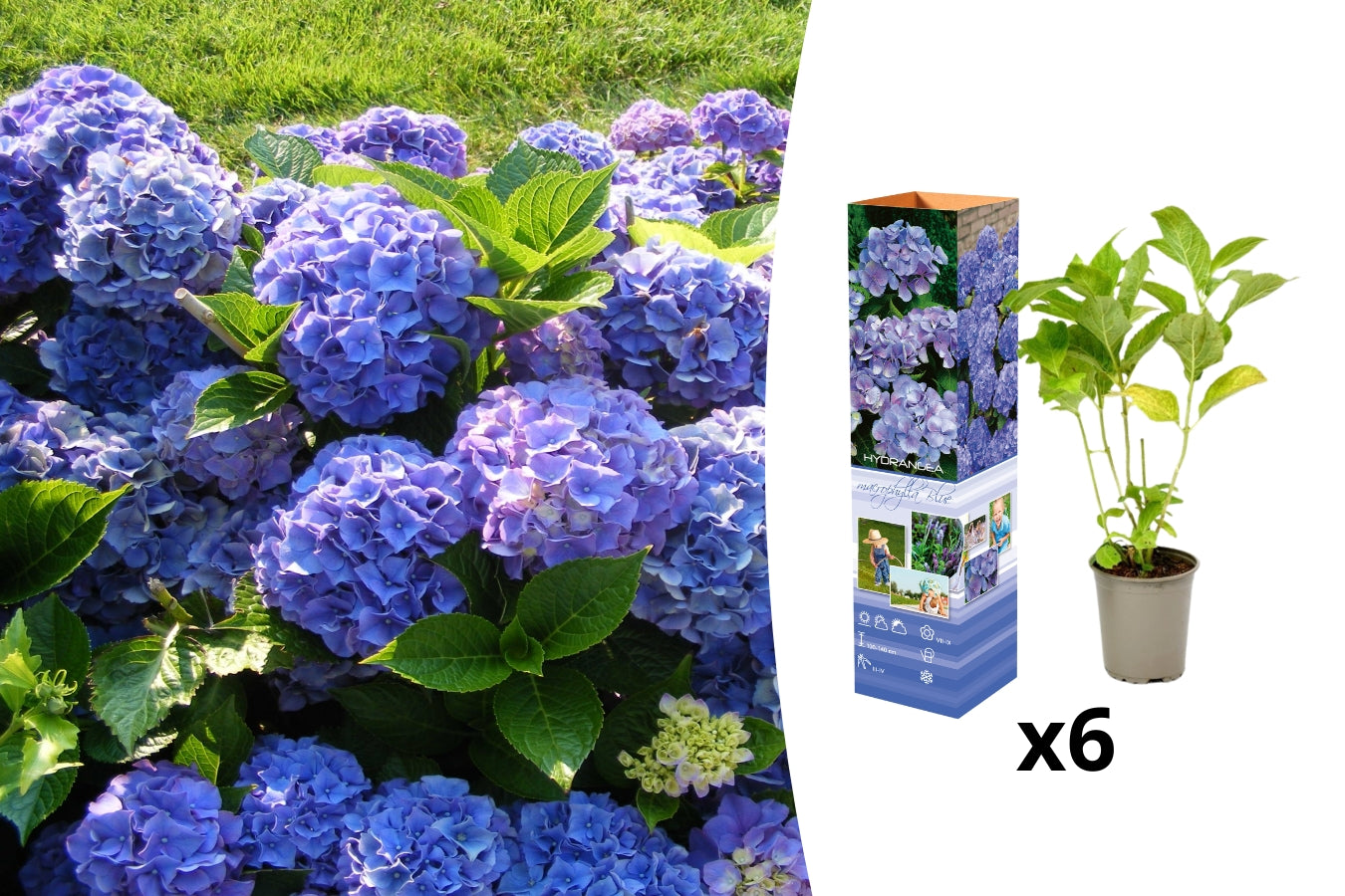 Lot de 6 hortensias bleus - Hydrangea macrophylla